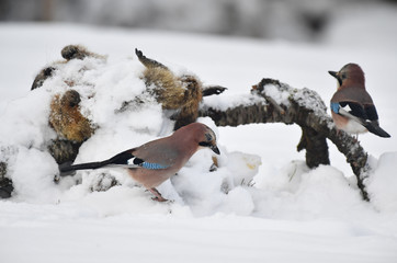 Eichelhäher  am Aas 
