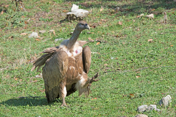 Griffon Vulture at dinner on dead sheep.