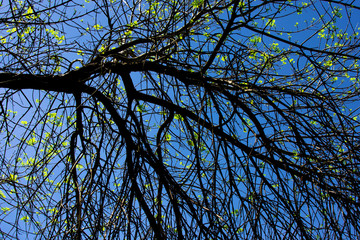branches of a tree against blue sky