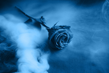 Frischer Klassiker Pantone 2020 in Blau. Farbkonzept des Jahres. Zarte Rosenblüte im Rauch. Blumen für den Urlaub, Werbung, Geschenk. © Yuliia