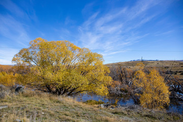 Fototapeta premium yellow trees