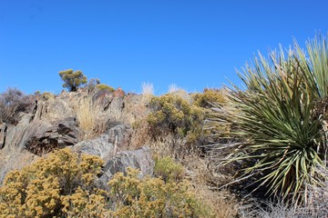 Plants in a given geographical area often form communities of specific vegetation types, such as these Southern Mojave Desert natives, near Lost Horse Mine of Joshua Tree National Park.