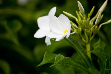Fototapeta premium Wet white Plumeria flower (Frangipani flower) blooming with rain drops