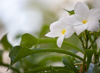 Wet white Plumeria flower (Frangipani flower) blooming with rain drops