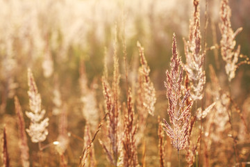 Bluegrass plant (Poa) with dew drops at dawn, selective focus on some inflorescences
