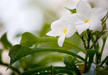 Wet white Plumeria flower (Frangipani flower) blooming with rain drops