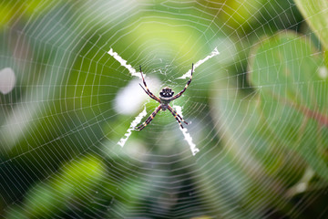 Silver garden spider (argiope argentata, common name Silver Argiope) orb weaver spider in a spider...