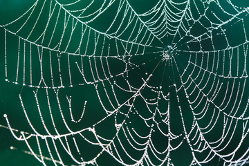 Cobweb at dawn with dew drops on dark green background, selective focus on some threads