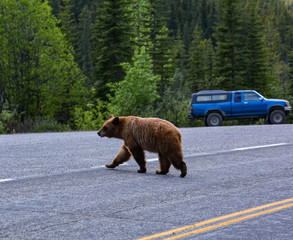 brown bear