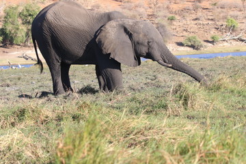 Fototapeta premium Bull elephant