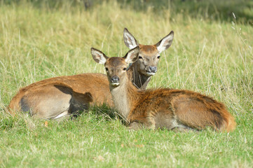 Red Deer Hinds