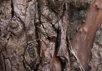 Wood bark texture for background and design.