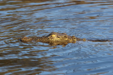 Crocodile in the water