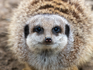 Merkat - Single captive looking out