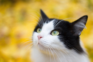 Black and white kitty against background of yellow leaves - autumn