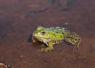 Head of green water frog (Rana lessonae) шт the water, close up, selective focus on head