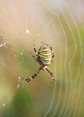 A wasp spider (Argiope bruennichi) at dawn sitting on a web with dew drops, selective focus on back