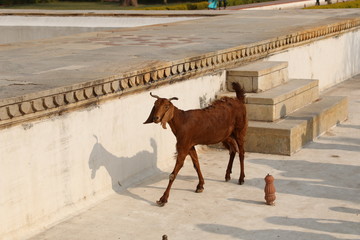 Naklejka premium Brown goat in the territory of the ancient fort Amber, Jaipur, India