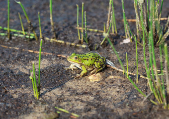 Head of green water frog (Rana lessonae), close up, selective focus on head