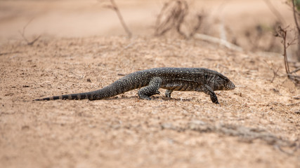 Ein laufender Teju in der Seitenansicht vor hellbraunem Hintergrund
