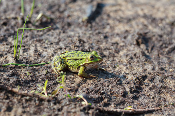 Head of green water frog (Rana lessonae), close up, selective focus on head