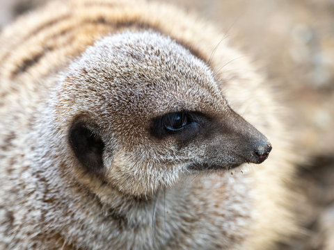 Merkat - Single captive looking out