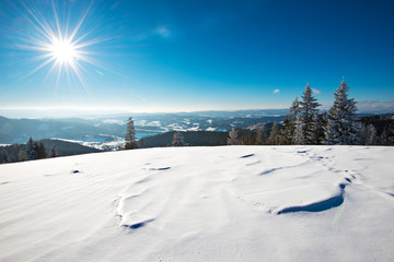 Fototapeta na wymiar Fascinating sunny landscape of a winter forest