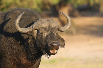 African Buffalo