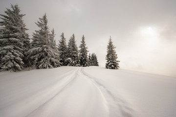 Obraz premium Beautiful snow-covered slope with fir trees
