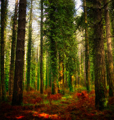 Fototapeta premium The magical forest of the Aspromonte National Park.