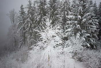 Small fragile tree covered with hoarfrost