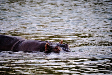 Fototapeta premium Hippo in Zambesi river, Victoria Falls, Zimbabwe
