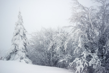 Snowy hill with fir trees and snow