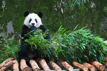 cute eatting giant panda
