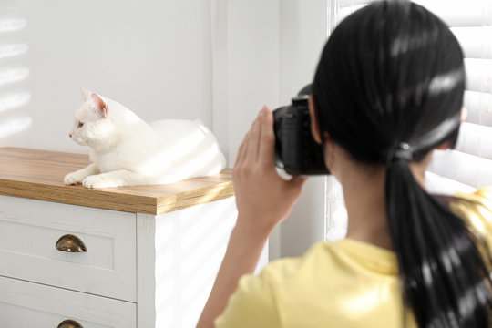 Professional animal photographer taking picture of beautiful white cat indoors