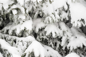 Close-up thick fluffy snowy fir trees