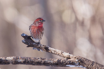 house finch in winter