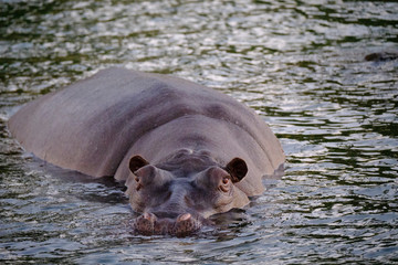 Fototapeta premium Hippo in Zambesi river, Victoria Falls, Zimbabwe