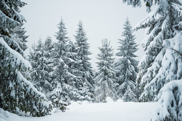Obraz premium Harsh winter landscape beautiful snowy fir trees