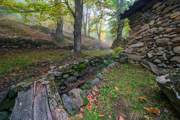 Castañar del Linar en otoño. Casillas. Avila. España. Europa.