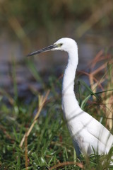 White Egret