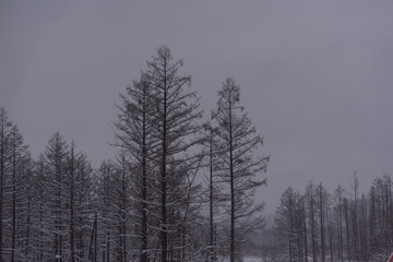 Fototapeta na wymiar 冬の森 / 北海道美瑛市の風景