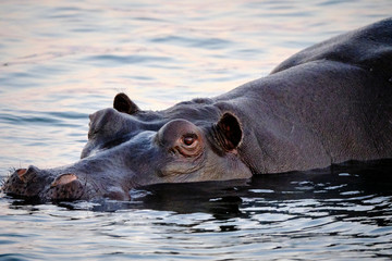 Fototapeta premium Hippo in Zambesi river, Victoria Falls, Zimbabwe