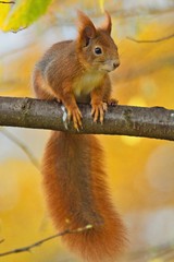Ein Eichhörnchen sitzt im Herbst auf einem Ast mit gelbem Hintergrund, Sciurus vulgaris