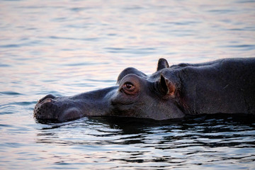 Fototapeta premium Hippo in Zambesi river, Victoria Falls, Zimbabwe