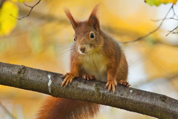 Ein Eichhörnchen im Herbst mit gelbem Hintergrund frontal schaut neugierig, Sciurus vulgaris 