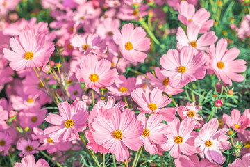 Pink Cosmos flowers or Mexican Aster are blossoming in the field