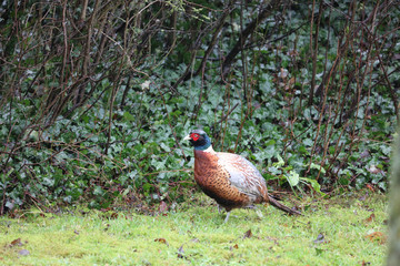Cock pheasant in the garden