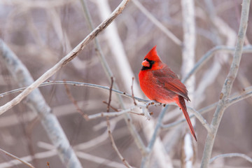 Male northern cardinal in winter