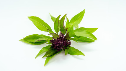 Basil leaves and basil flowers on white background.